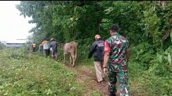 Babinsa Kalabbirang Bersama Porsenil Polsek dan Warga Berhasil Temukan Hewan Dugaan Curnak di Takalar