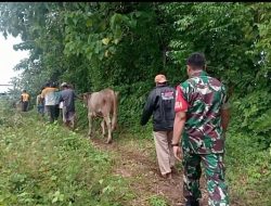 Babinsa Kalabbirang Bersama Porsenil Polsek dan Warga Berhasil Temukan Hewan Dugaan Curnak di Takalar
