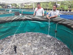 Cara Ternak Lele 1000 Ekor: Panduan Lengkap untuk Pemula