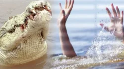 Pria di Wajo Tewas Diterkam Buaya