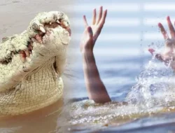 Mandi Bersama Anak di Sungai, Pria di Wajo Tewas Diterkam Buaya