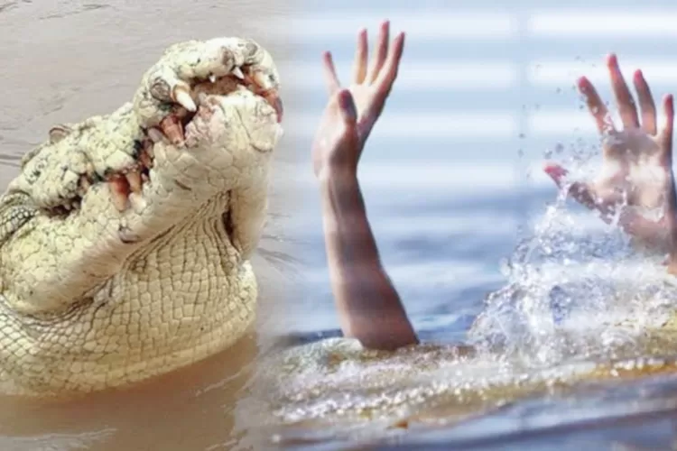 Pria di Wajo Tewas Diterkam Buaya