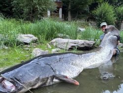 Pemburu Ikan Ceko Pecahkan Rekor dengan Tangkap Lele Raksasa 2,68 Meter